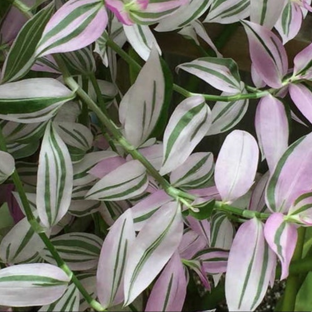 5 Lilac Tradescantia Jew Cuttings